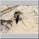 Pompilus cinereus - Wegwespe w37 10mm geschaedigtes Weibchen.jpg